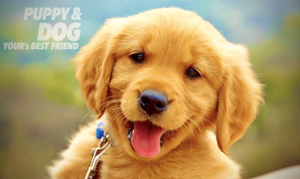 Read more about the article เรียนรู้พฤติกรรมสุนัข สัตว์เลี้ยงแสนรัก